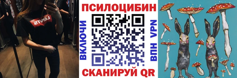 где купить наркоту  Щигры  Псилоцибиновые грибы Psilocybe 